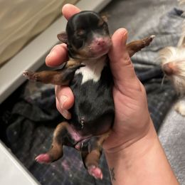 Ember glow - Black and tan female Yorkshire Terrier puppy in Coeur D Alene, Idaho from Cozy Coeur Yorkies