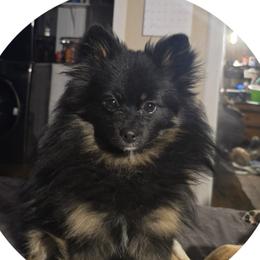 Sampson - Pomsky