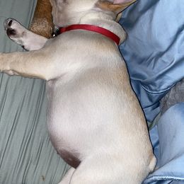 French Bulldog Puppies from Holly Womer