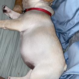 French Bulldog Puppies from Holly Womer