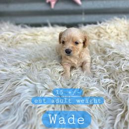 Wade - male Cavapoochon puppy in Bullard, Texas from Cavapoochon Central LLC