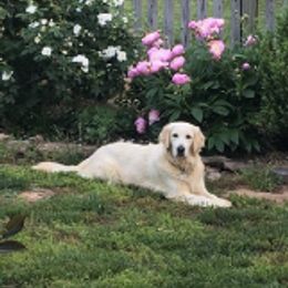 Golden Retrievers from Howards’ End Farm
