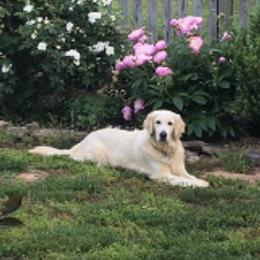 Golden Retrievers from Howards’ End Farm
