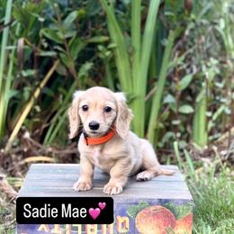 Dachshund Puppies from Northwest Dachshunds
