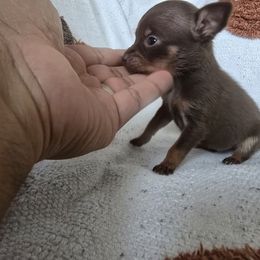 Puppy girl - Chocolate sabled fawn female Chihuahua puppy in West York, Pennsylvania from Perfect Color Chihuahuas