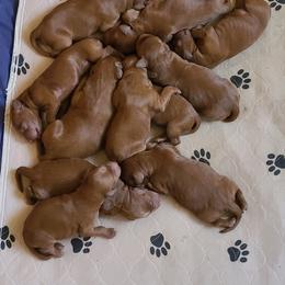 Irish Doodle Puppies from Morningside Doodles