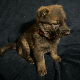 Jill - Sable female German Shepherd puppy in Milan, Illinois from Stonewick German Shepherds