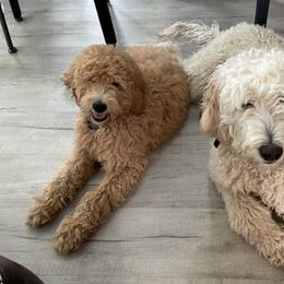 Goldendoodles from Fluffyfaces of AK
