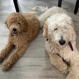 Goldendoodles from Fluffyfaces of AK