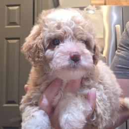 Kaia - Red  female Goldendoodle puppy in Palestine, Texas from KK's Doodle Bunch