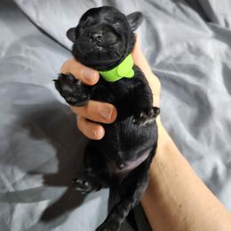 Light Green Male - Black male Schnoodle puppy in Lehi, Utah from KK Schnauzers