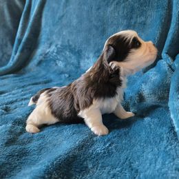 New born - Black and white male Havanese puppy in Kansas City Mo, Missouri from My Heavenly Havanese Puppies