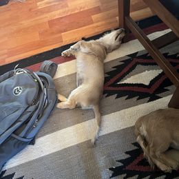 Dachshund Puppies from Loveland Doxies