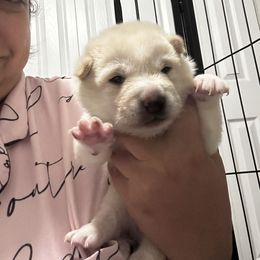 Ayaka-beautiful blossom - Cream female Shiba Inu puppy in Lehigh Acres, Florida from SWFL Happy Dogs