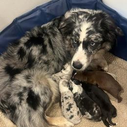 Australian Shepherd puppies from Lazy Dayz Ranch