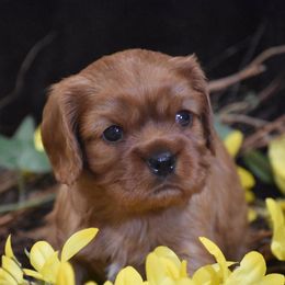 Cavalier King Charles Spaniel Puppies from Grifscamp Cavaliers