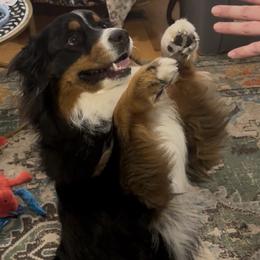 Australian Shepherd All Grown Up from Muckalee Lane Aussies
