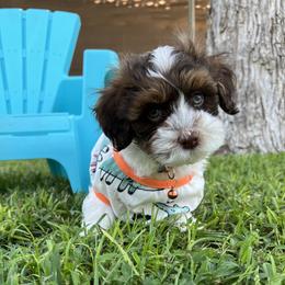 STAYLEY Chocolate Piebald Male - Chocolate male Havanese puppy in Monahans, Texas from Homeward Havanese, LLC