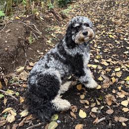 Bernedoodle, Cavapoo, and Poodle All Grown Up from Kelly Brooks
