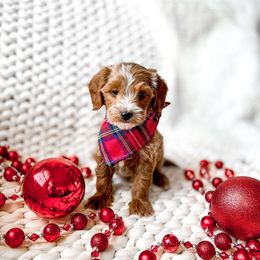 Rafael - Red  male Goldendoodle puppy in Springville, Utah from Happy Doodle