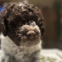 Lupo - Brown roan Lagotto Romagnolo puppy in Santa Fe, New Mexico from Raven Meadow Ranch