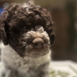 Lupo - Brown roan Lagotto Romagnolo puppy in Santa Fe, New Mexico from Raven Meadow Ranch