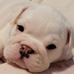 Bulldog and French Bulldog Puppies from The Georgia Bully Bunch