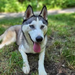 Siberian Husky All Grown Up from Glacier Run Huskies