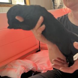 Girl 6 - Black female Newfoundland puppy in Shingletown, California from Astreas Newfoundlands