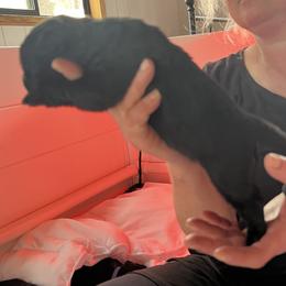 Girl 6 - Black female Newfoundland puppy in Shingletown, California from Astreas Newfoundlands
