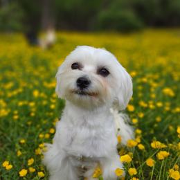 Effie - White female Maltese puppy in Barren Springs, Virginia from Seeking Shalom Acres Maltese, Maltipoos & Havamalts