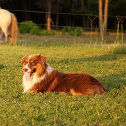 Seb - Australian Shepherd