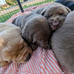 Dilute Retriever and Labrador Retriever Puppies from LC Hunting Labs, LLC.