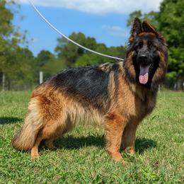 Lady - German Shepherd