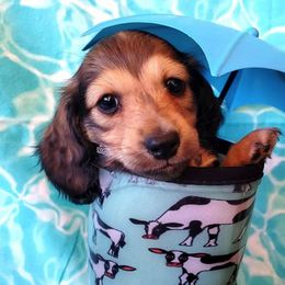 Dachshund Puppies from Blue Mountain Dachshunds