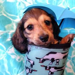 Dachshund Puppies from Blue Mountain Dachshunds