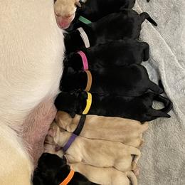 Labrador Retriever puppies from Outlaws Labradors