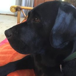 Sascha - Labrador Retriever