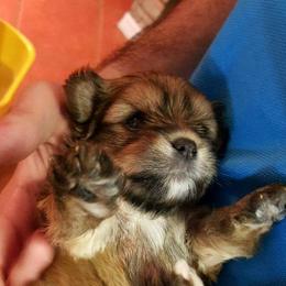 Biewer Terriers from Pixiedust Fur-Babies