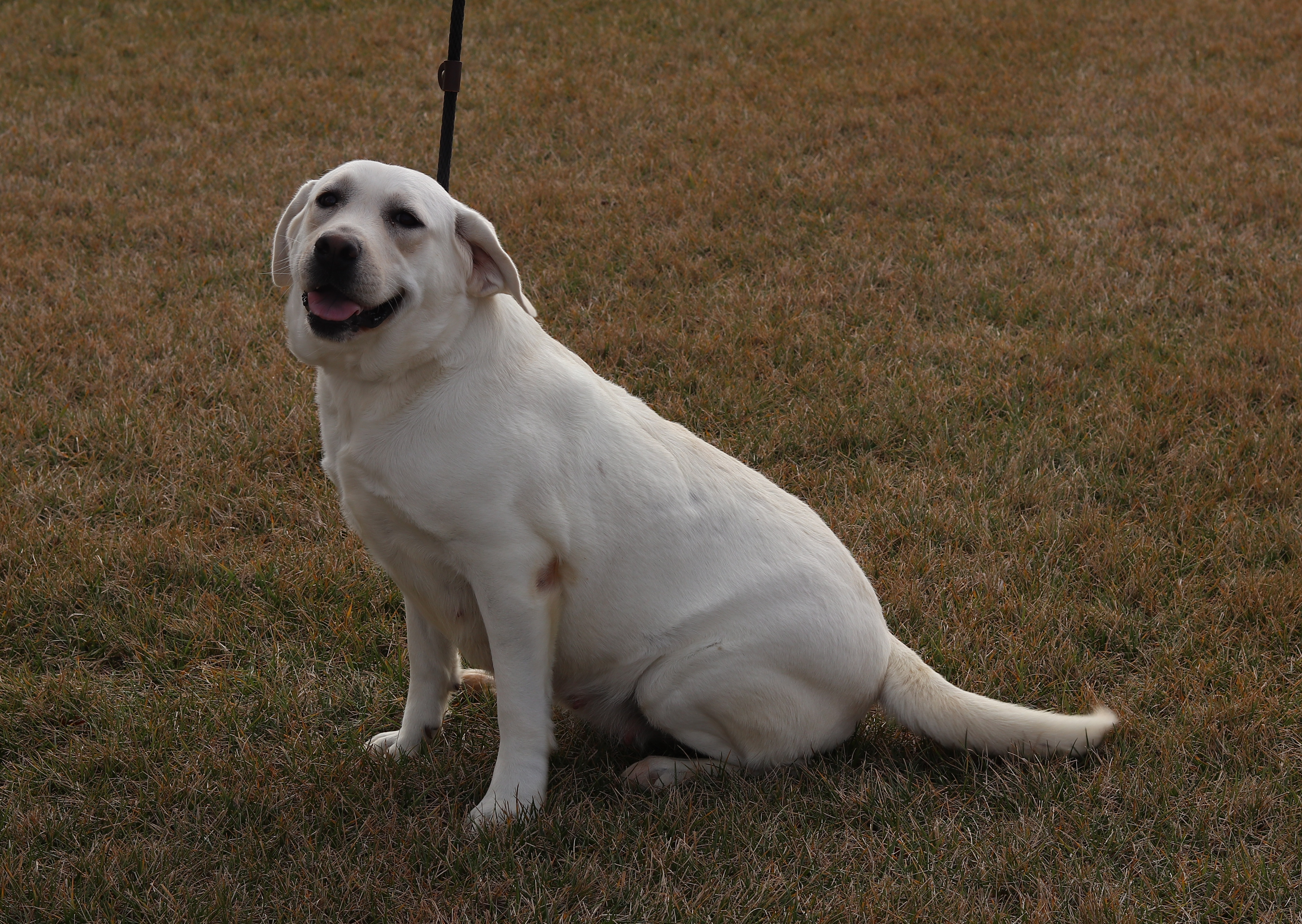 Indie - Labrador Retriever
