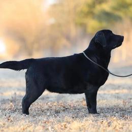 Melania - Labrador Retriever