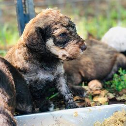 Goldendoodle and Poodle Puppies from Bama Bred Doodles