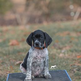 German Shorthaired Pointer and Vizsla Puppies from Nosam Kennels