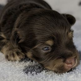 Rocket - Chocolate male Havanese puppy in Trinity, Alabama from Tooties Cuties Havanese