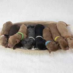 Golden Mountain Doodle puppies from Gold Diamond Pup