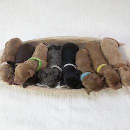 Golden Mountain Doodle puppies from Gold Diamond Pup