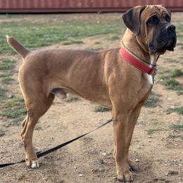 Dante - Fawn male Cane Corso puppy in California from Mastiff Mafia