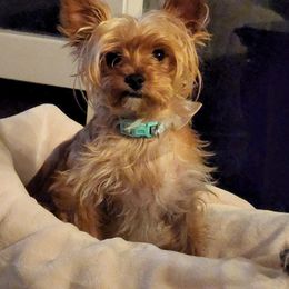 Yorkshire Terrier All Grown Up from LC YORKIES