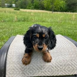 Gizmo - Dapple male Dachshund puppy in Milroy, Pennsylvania from Not Your Average Weiner