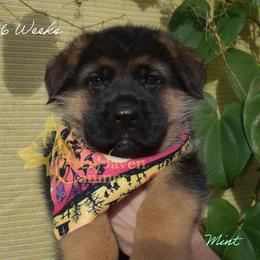 Mint - Black and red male German Shepherd puppy in Orlando, Florida from AceHaven Canines